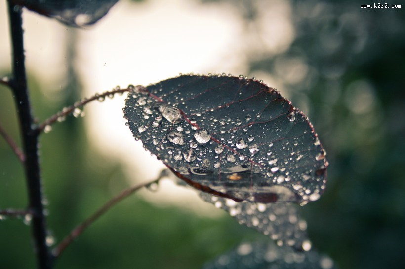 清晨的露水图片大全