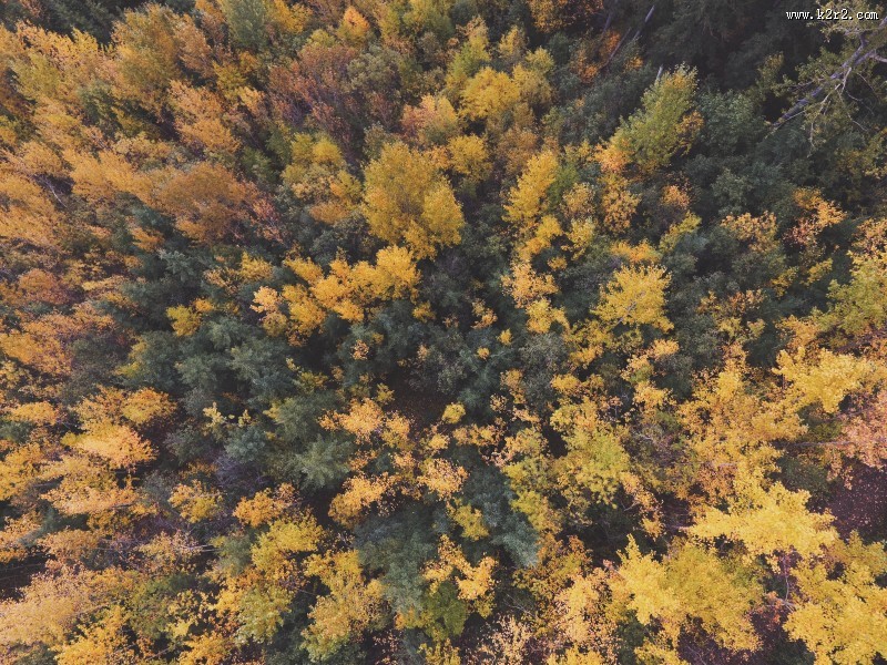 秋天的森林图片