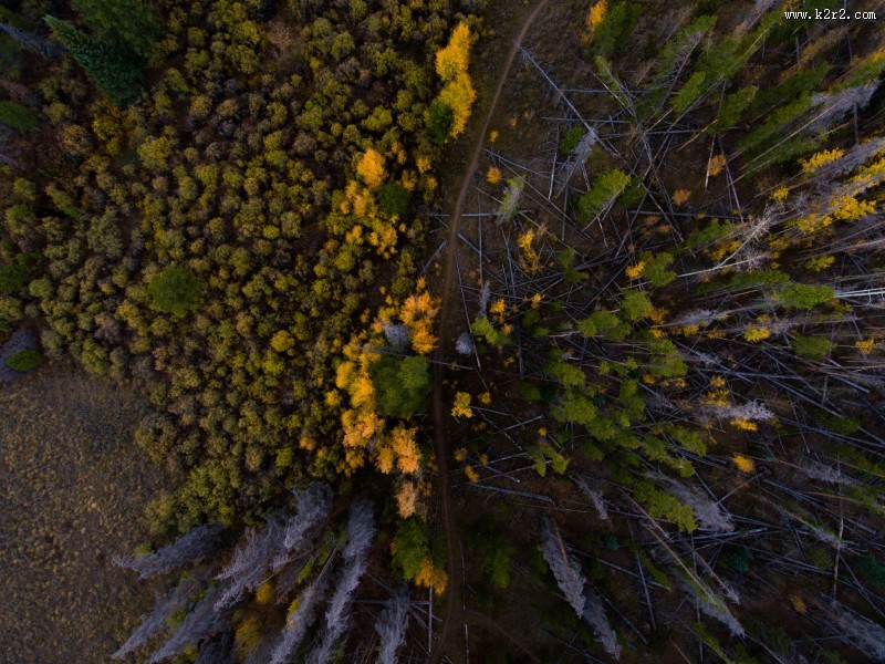 秋天的森林图片