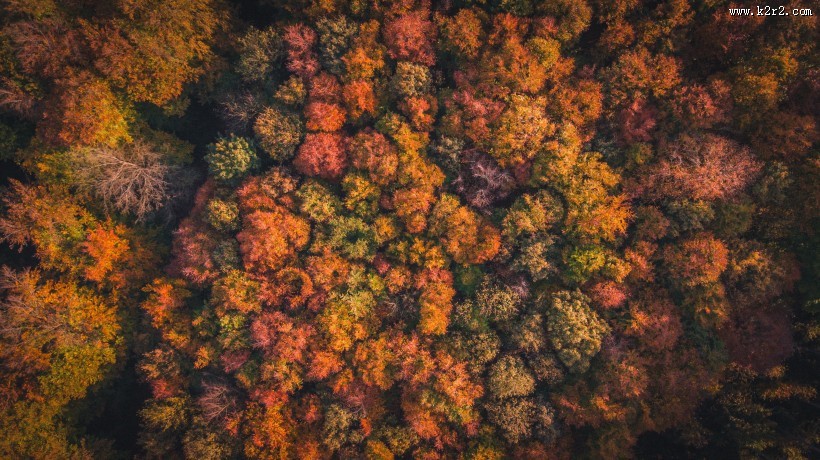 秋天的森林图片