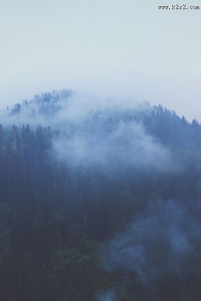 雾天的森林图片大全