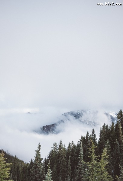 雾天的森林图片大全
