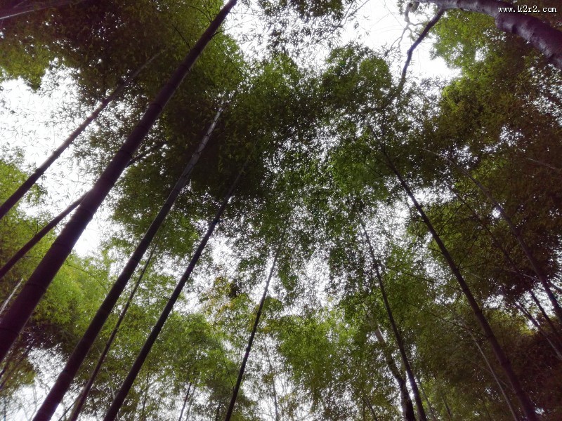 郁郁葱葱的竹林图片