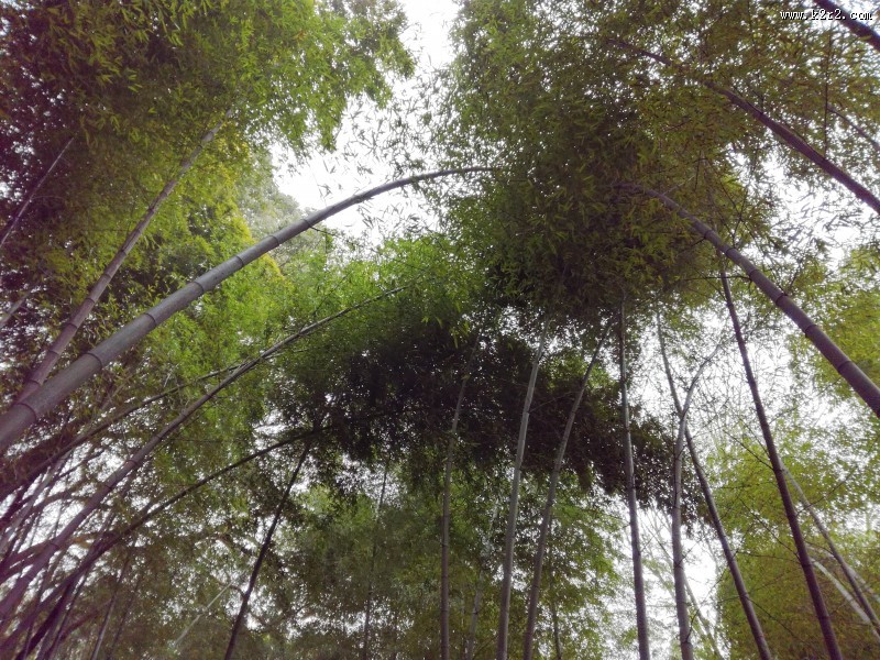 郁郁葱葱的竹林图片