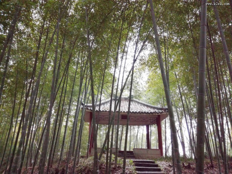 郁郁葱葱的竹林图片