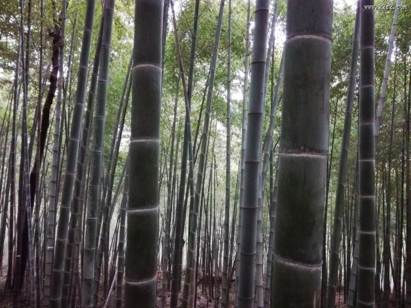 郁郁葱葱的竹林图片