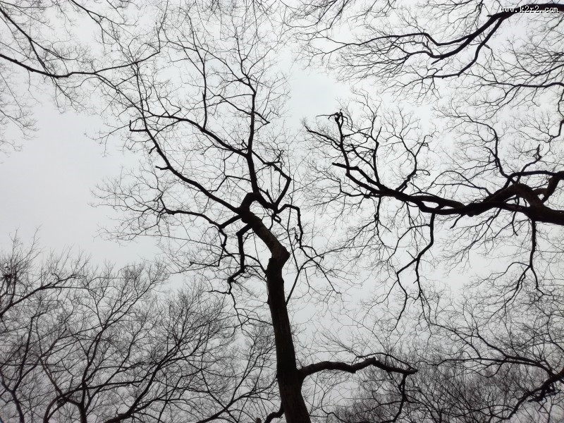 干枯的树枝图片