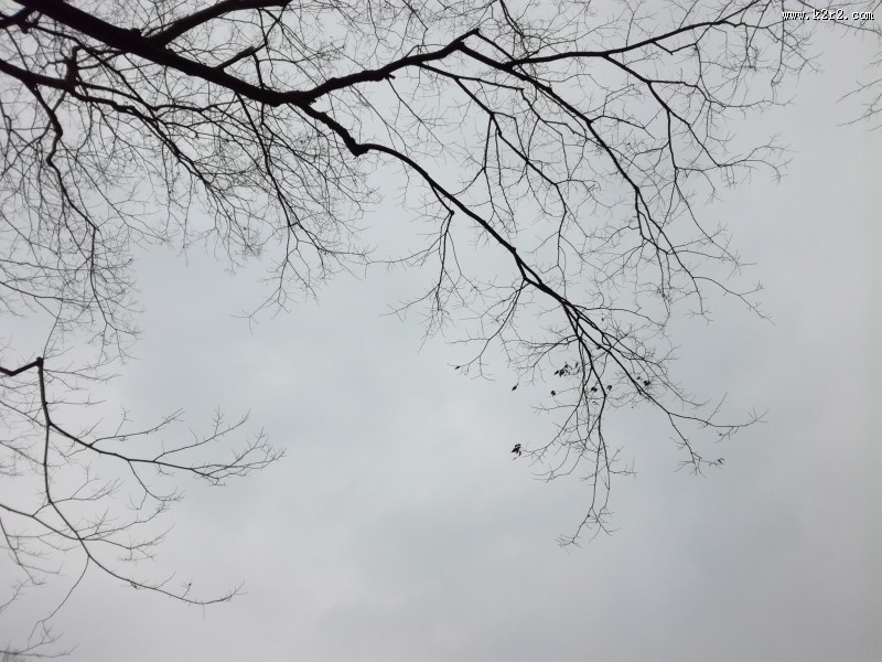 干枯的树枝图片