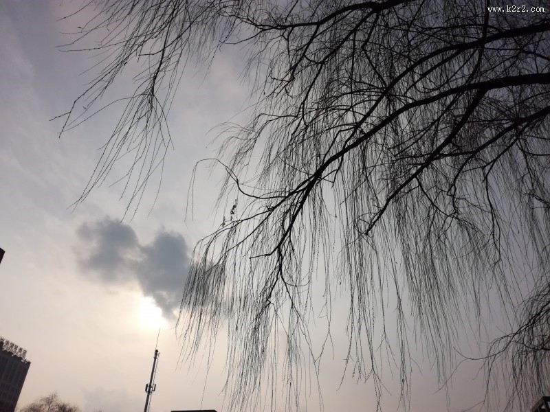 干枯的树枝图片