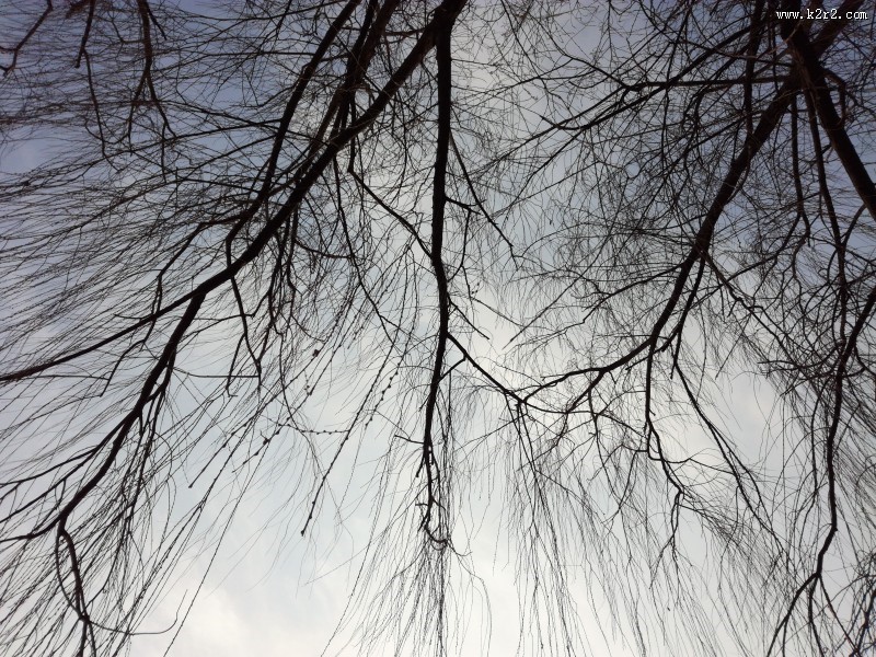 干枯的树枝图片