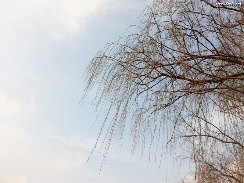 干枯的树枝图片