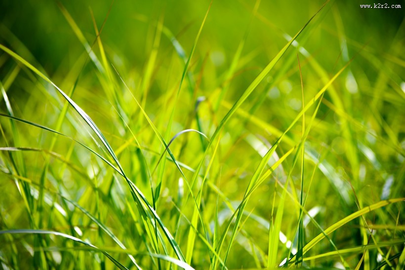 绿油油的草丛图片