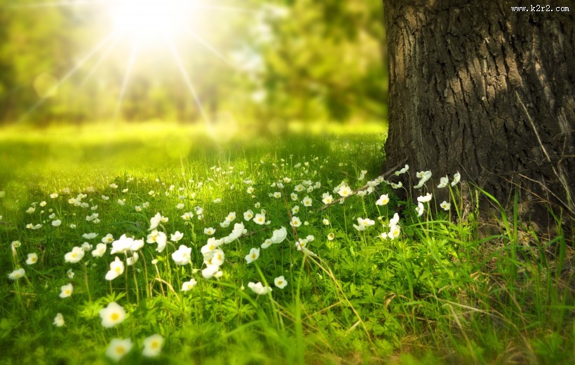 绿油油的草丛图片