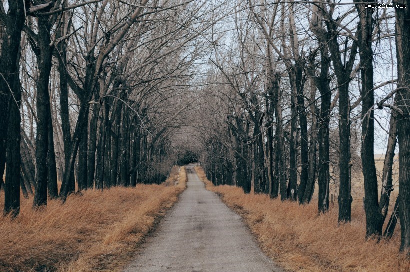 森林里幽静的小路图片