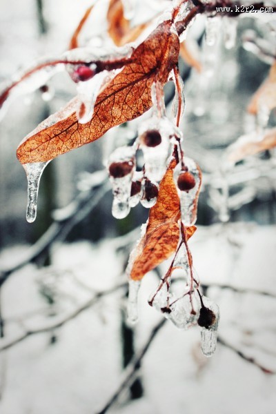 结冰的树枝图片