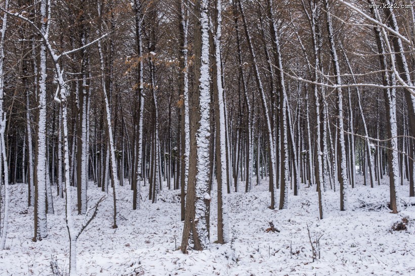 树林里的雪景图片