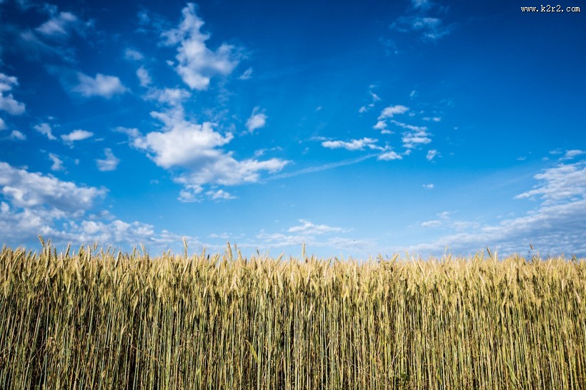 田野上空的蓝天白云图片大全