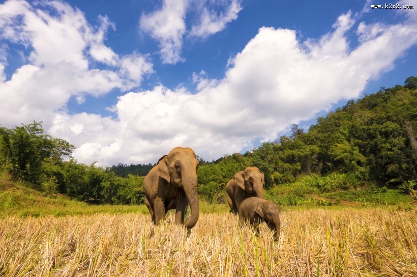 田野上空的蓝天白云图片大全