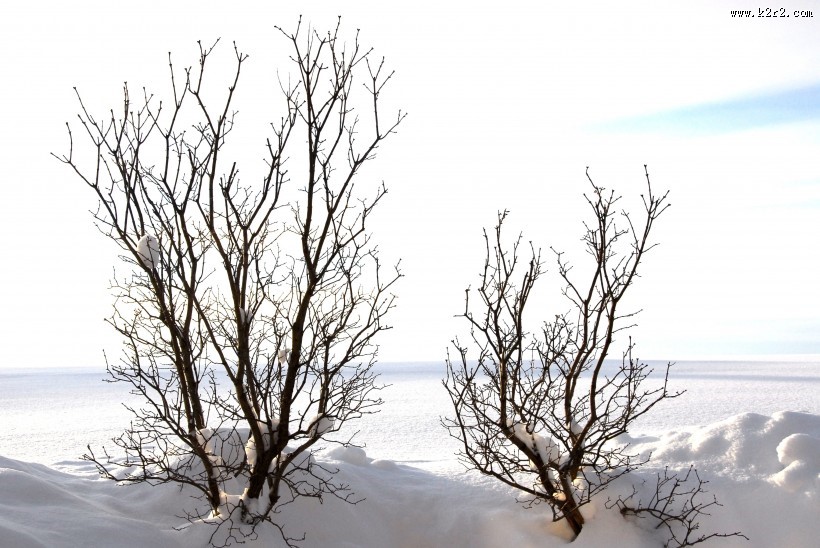 雪地里的树图片