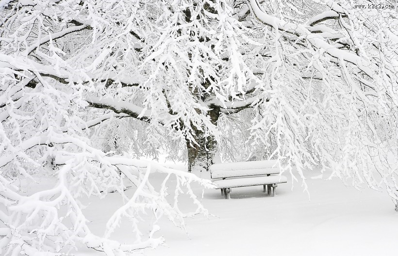 雪地里的树图片