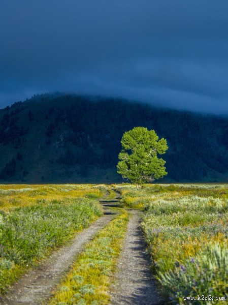 一棵孤独生长的树图片
