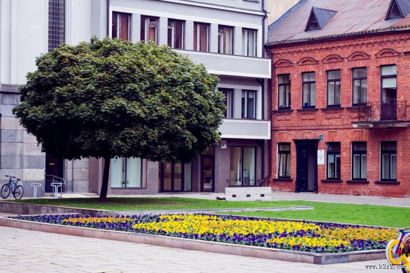 一棵孤零零的树图片