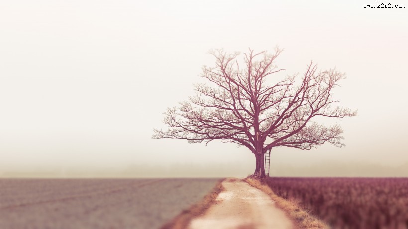 一棵干枯的树图片大全