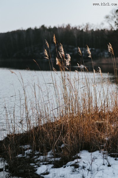 冬季的湖边图片