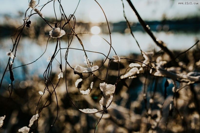 冬季结冰的树木图片