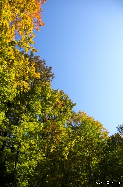 绿油油的树木图片大全