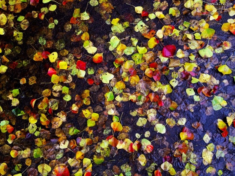 落在地上的树叶图片