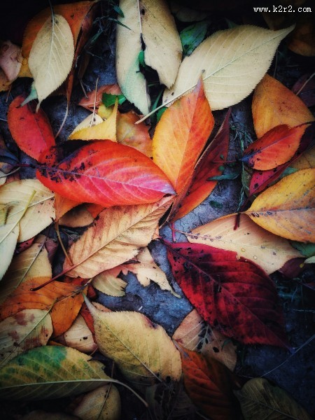 落在地上的树叶图片