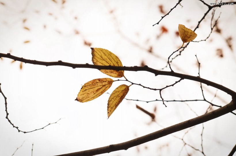 落在地上的树叶图片