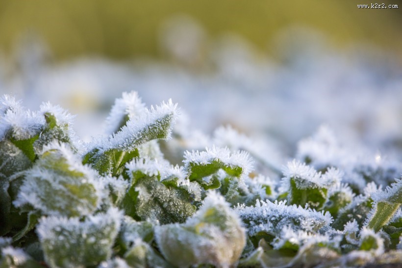 植物挂冰现象图片大全