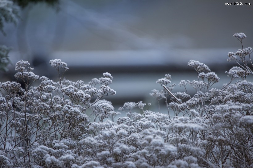 植物挂冰现象图片大全