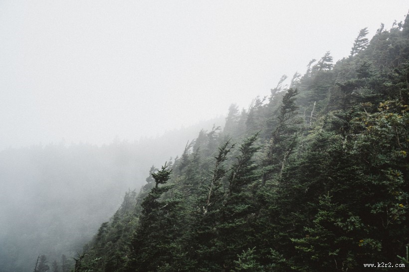 森林上空的雾图片大全