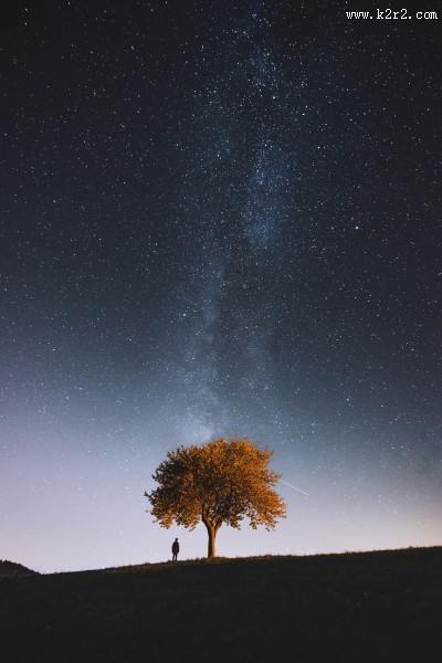 一棵独自生长的树图片大全