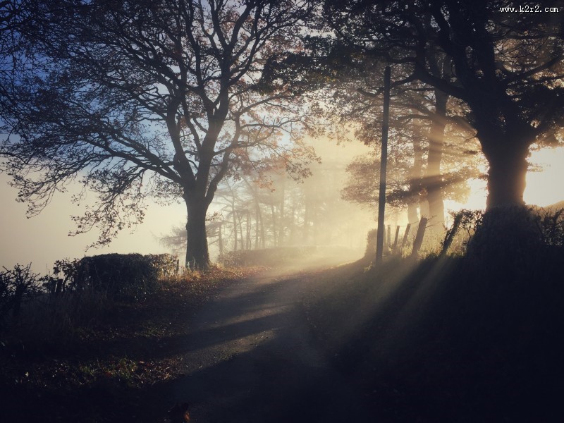 太阳光穿过树林图片