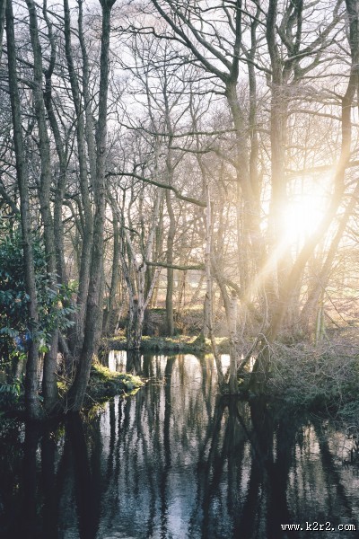 太阳光穿过树林图片