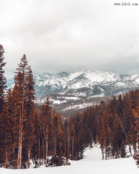 冬季白雪覆盖的树林图片