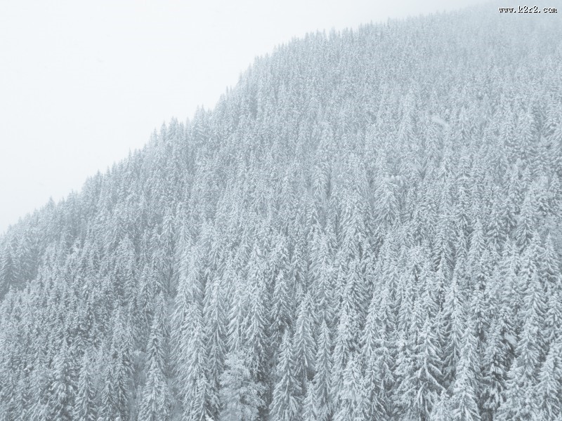 冬季白雪覆盖的树林图片