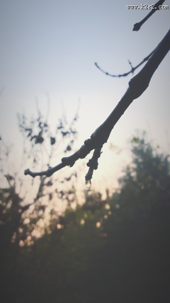 清晨的露水图片