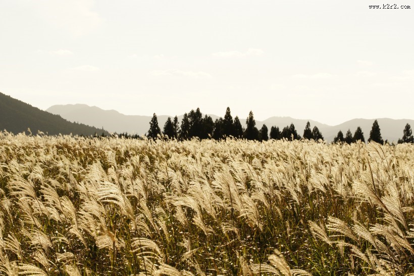 漂亮的芦苇丛图片大全