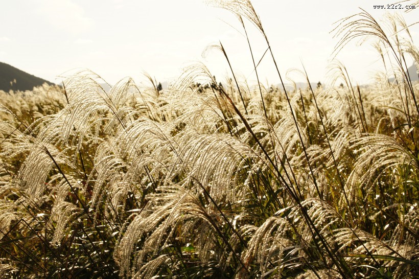漂亮的芦苇丛图片大全