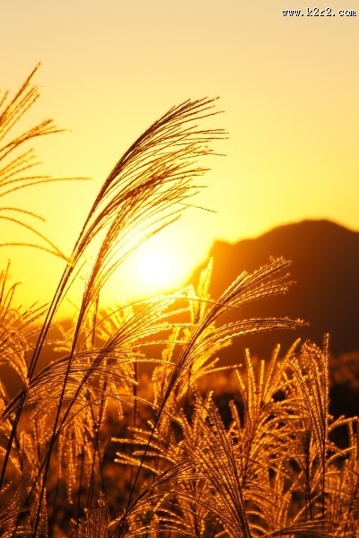 漂亮的芦苇丛图片大全