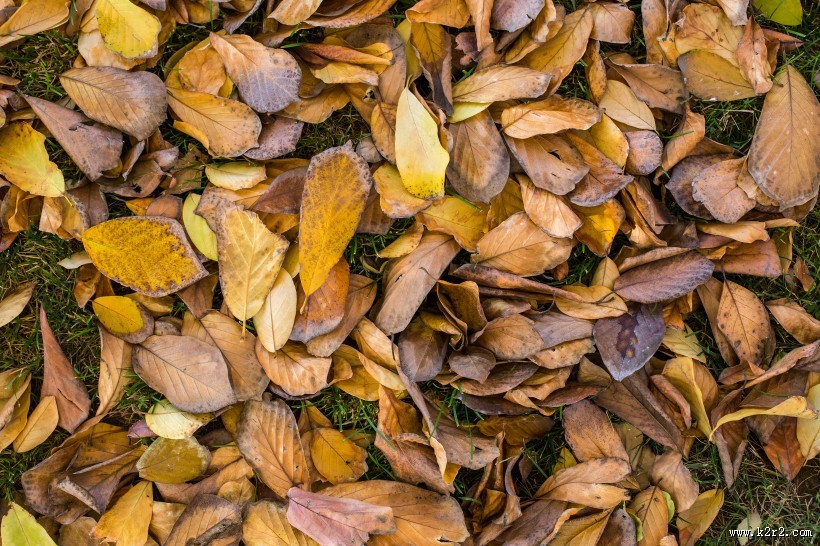 秋季凋零的枯黄落叶图片