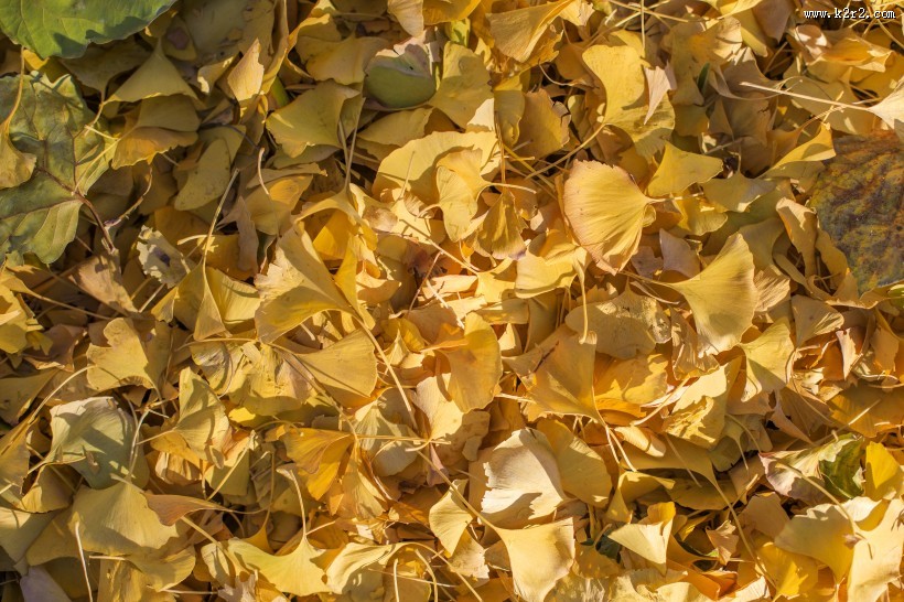 秋季凋零的枯黄落叶图片