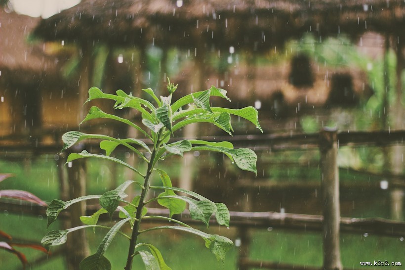 下雨天的雨滴图片