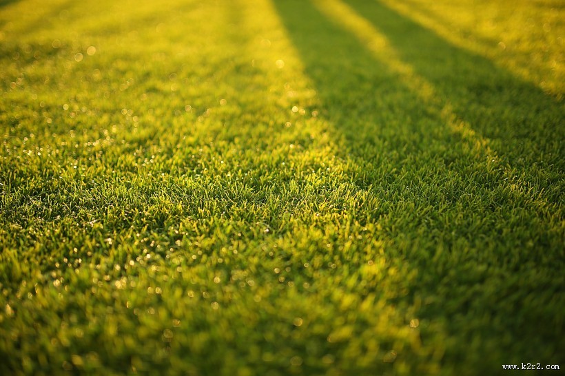 青青草地图片大全