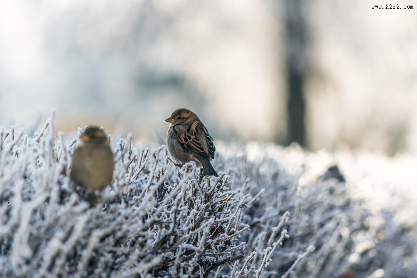 上了霜的树叶图片大全
